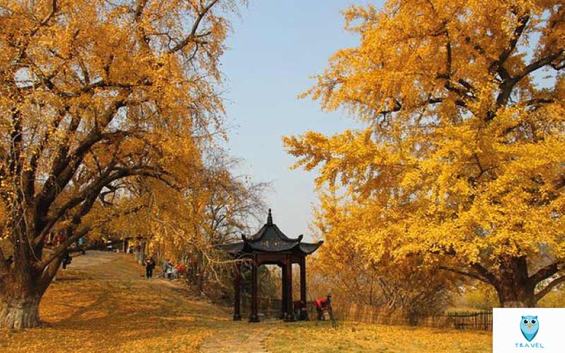 หุบเขาแปะก๊วย เมืองซูโจว มณฑลหูเป่ย์