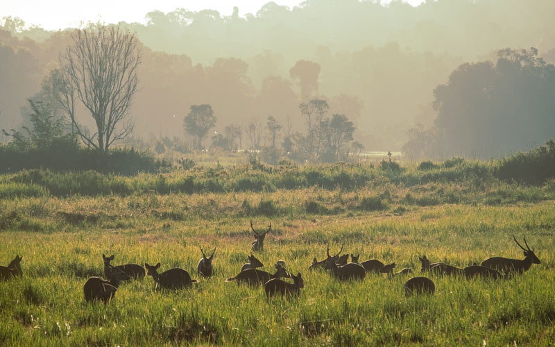 ทุ่งกะมัง จังหวัดชัยภูมิ