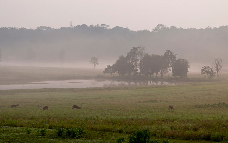 ทุ่งกะมัง จังหวัดชัยภูมิ