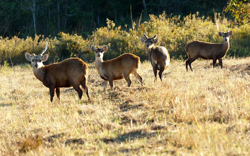 ทุ่งกะมัง จังหวัดชัยภูมิ