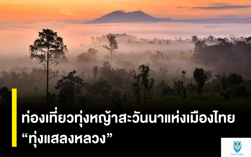 ท่องเที่ยวทุ่งหญ้าสะวันนาแห่งเมืองไทย “ทุ่งแสลงหลวง”